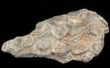 Bargain Fossil Coral (Actinocyathus) Head - Morocco #44879-1